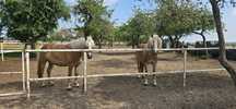Klacze Haflinger  para sprzedam