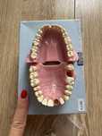 Frasaco Tipodonto Adulto A3: Modelo Maxilla e Mandible (32 dentes)
