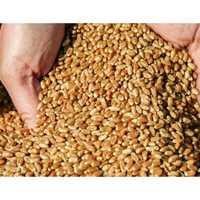 Зерно пшениця продам