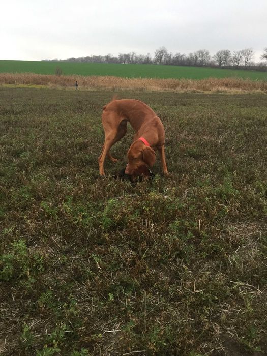 Кобель угорська вижла угорська лягава венгерская выжла для вязки