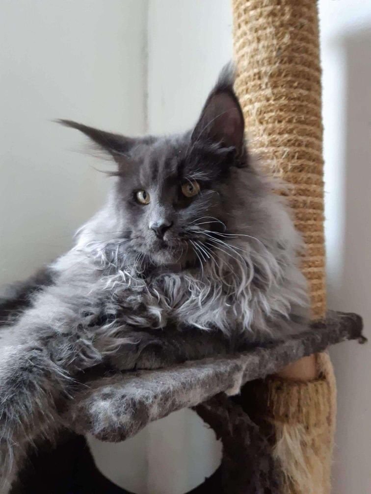 Kremowy kocurek Maine Coon