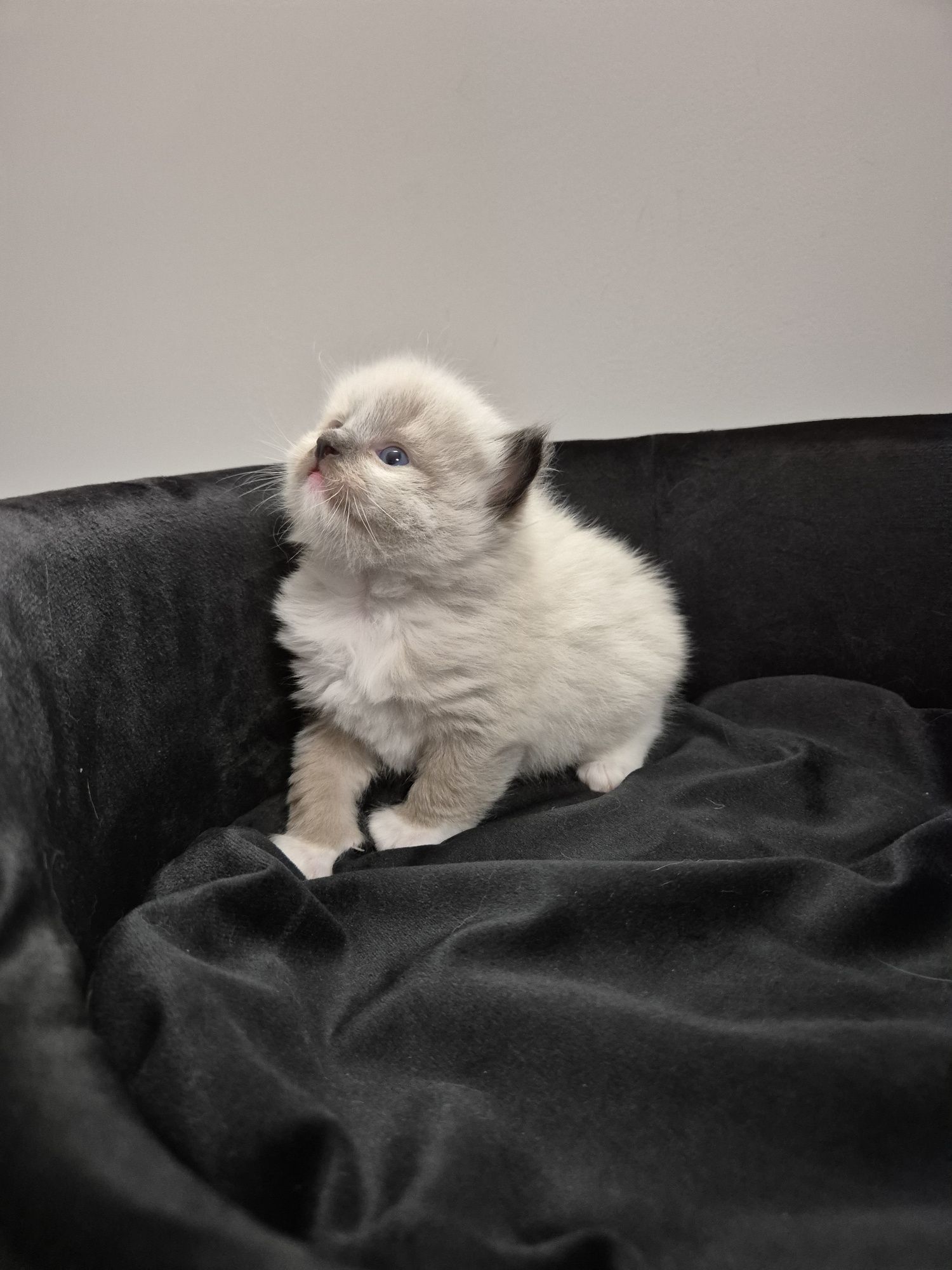 Kocurek ragdoll FPL seal mitted