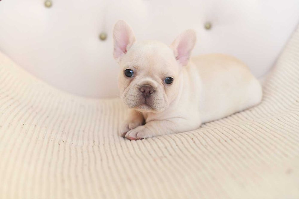 buldog francuski-sliczny maluch