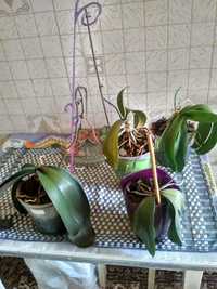 Продам 4 орхидеи