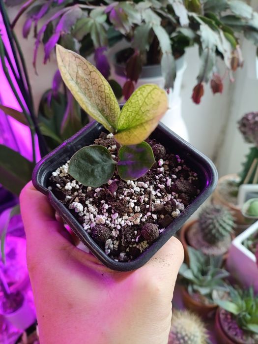 Zamiokulkas Chameleon nr 1