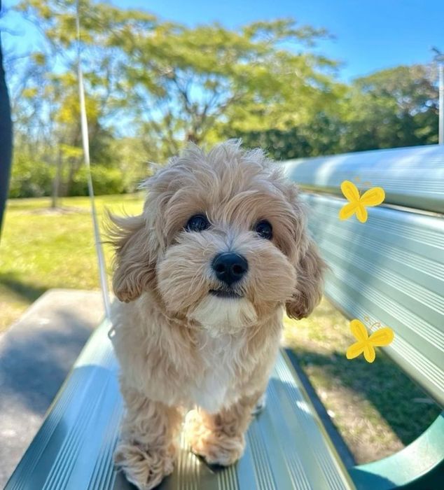 Малышки мальтипу ф1. Щенки в абрикосовом окрасе