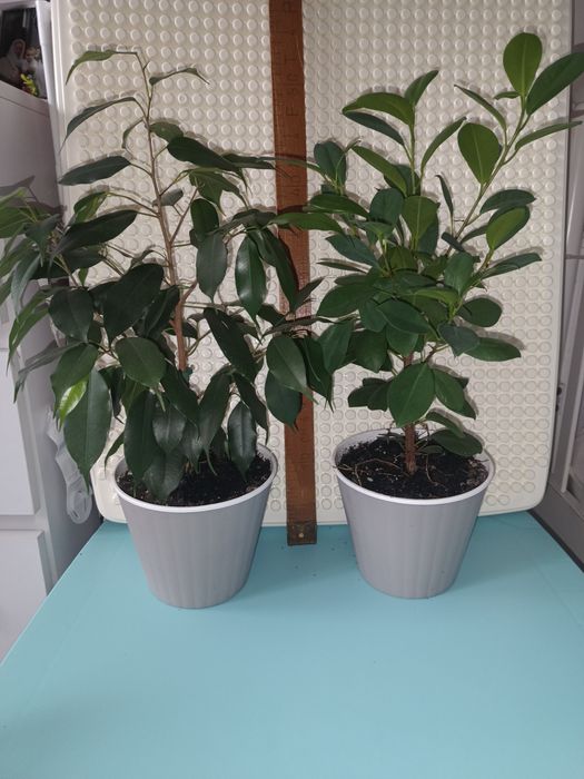 Продам   юкку  та фікуси.Поштою не відправляю !!!