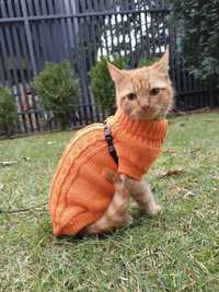 Dzianinowy sweterek, kurteczka dla małego psa lub kota