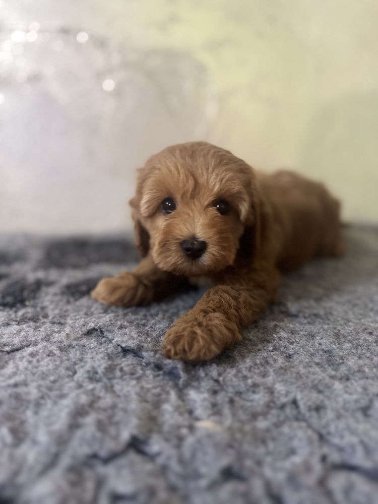 Cavapoo F1 b dziewczynka