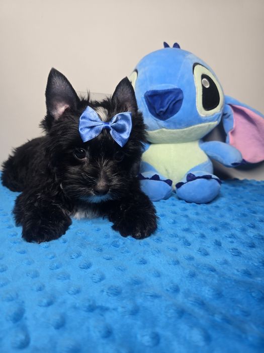 Sliczny piesek yorkshire terrier