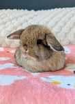 MINI LOP mały króliczek baranek karzełek króliczki
