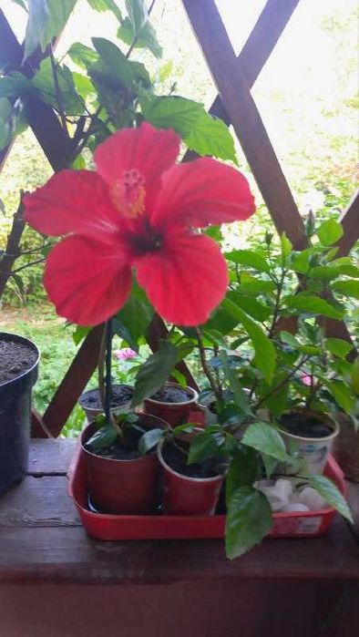 Продам  гибискусы, сосны,  форзицию,розмарин,ивы и  др  растения