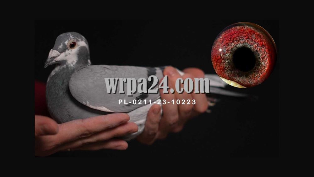 Gołębie pocztowe najwyższej jakości