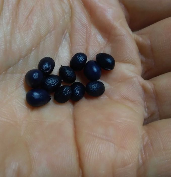 Sementes Rosa-Albardeira Rosa-de-Lobo Peónia