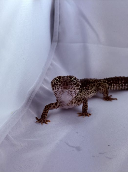 Wymienie gekony za inne jaszczurki