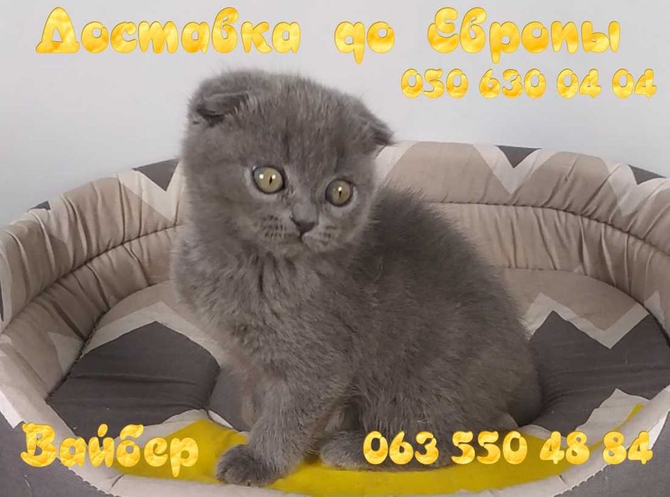 Котята Шотландской породы.