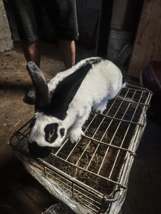 Sprzedam srokacze niemieckie