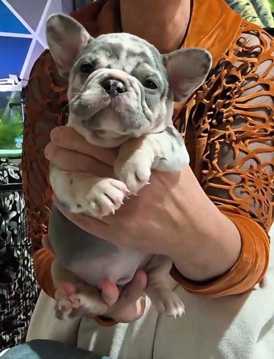 Девочка лиловая французский бульдог