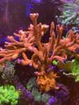 Montipora Pink koralowiec morskie Sps