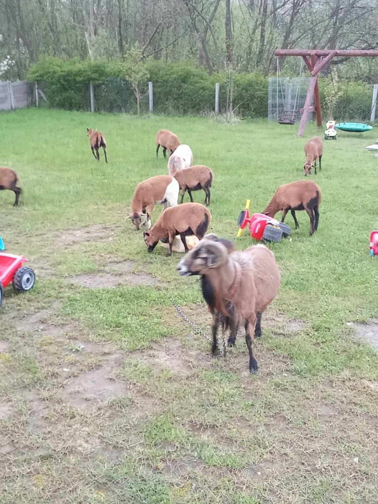 Owce kameruńskie. Sprzedam młode i dorosłe