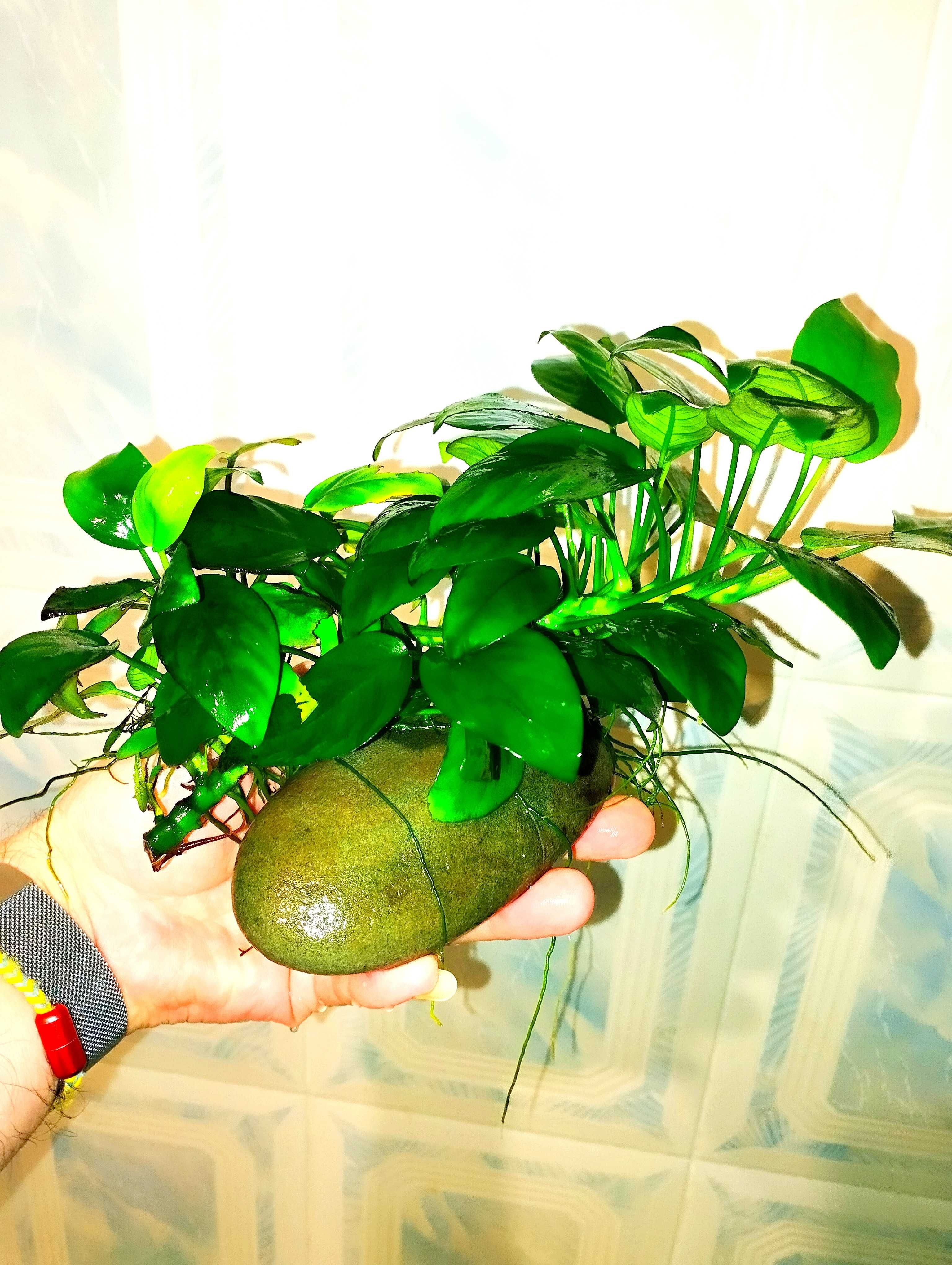 Аквариумное растение Анубиас бартера нано.