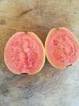 Goiaba Rosa - Psidum guajava