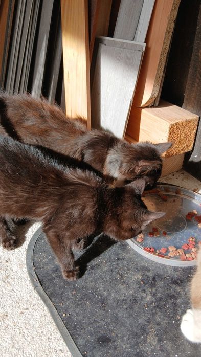 Gatinhos para adoção