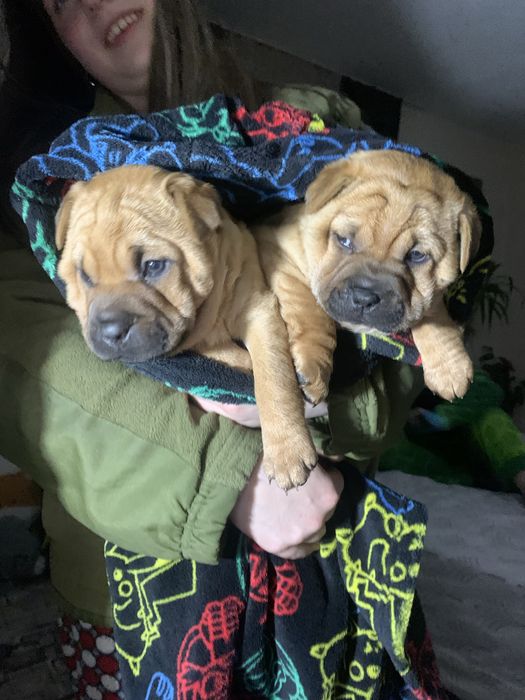 Собачка Шарпей шукає свого господаря