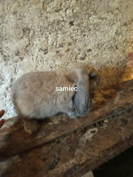 Samiec młody baran francuski
