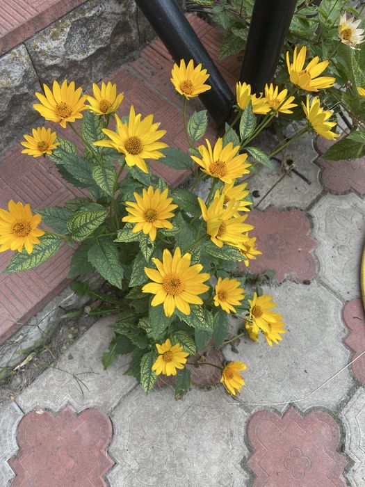 Вуличні і домашні рослинки, все по 50 гр.