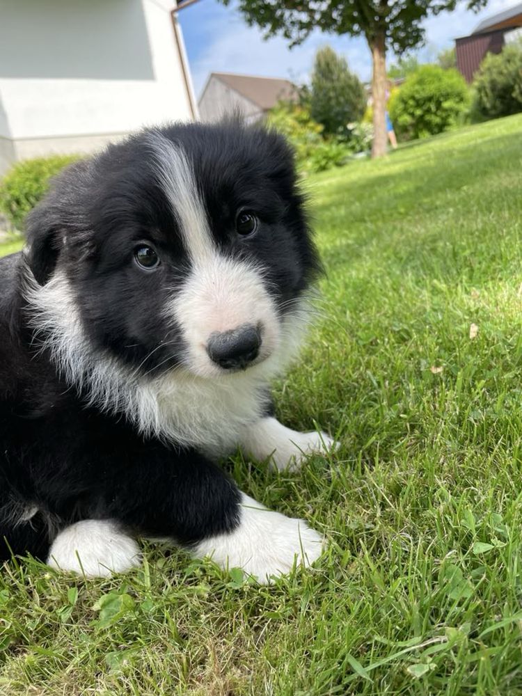 Border Collie - szczeniak