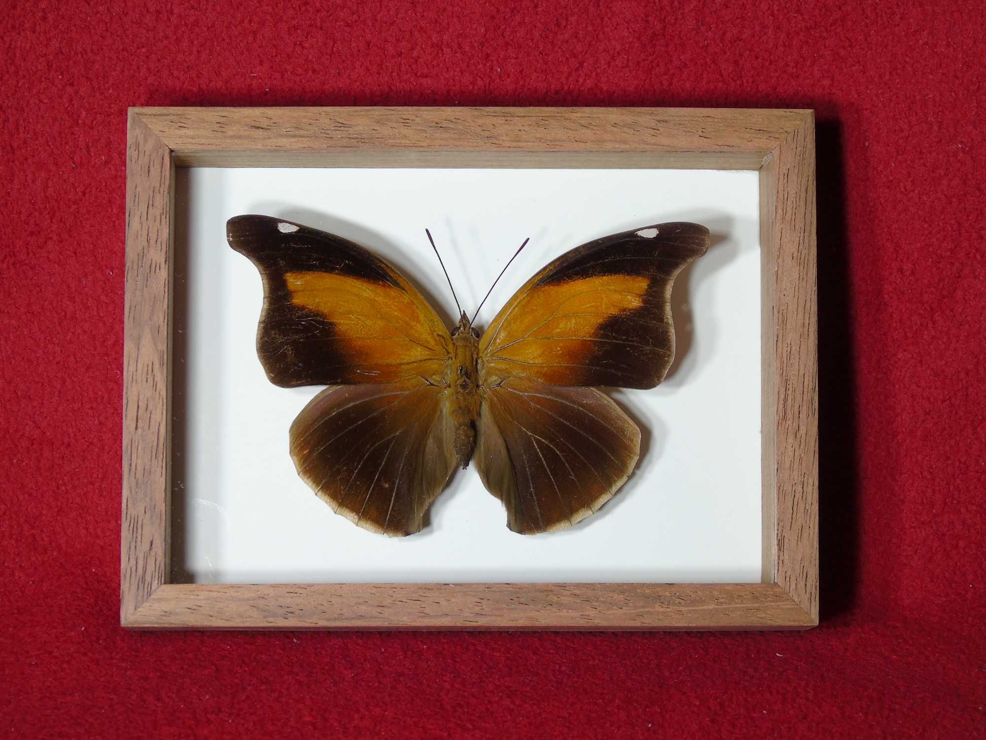 Motyl w ramce / gablotce 16x12cm . Historis odius - Peru . XXL .