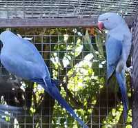 Ring necks   azuis  casal  disponíveis  aves 2023
