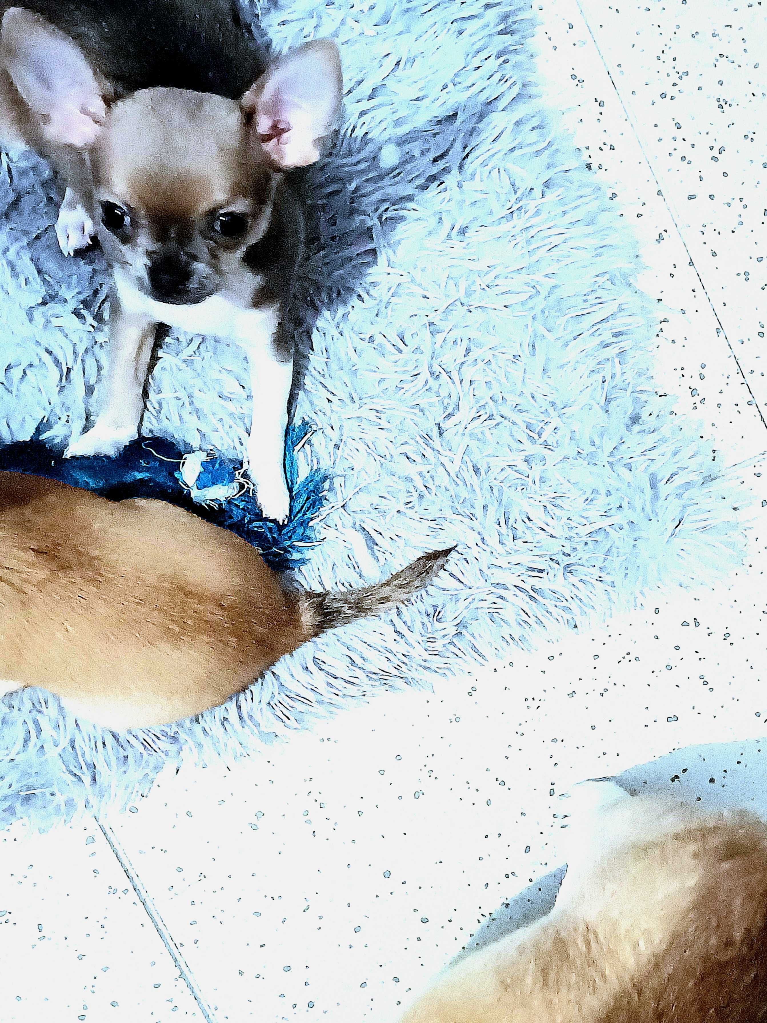 Chihuahua Niebieska Maleńka Piękność XSS Dziewczynka