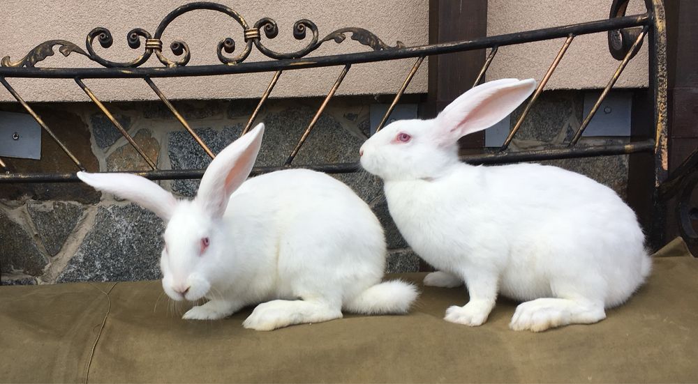 Кролі Термонська Біла ( Термонці)