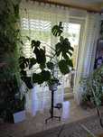 Monstera kwiat duza