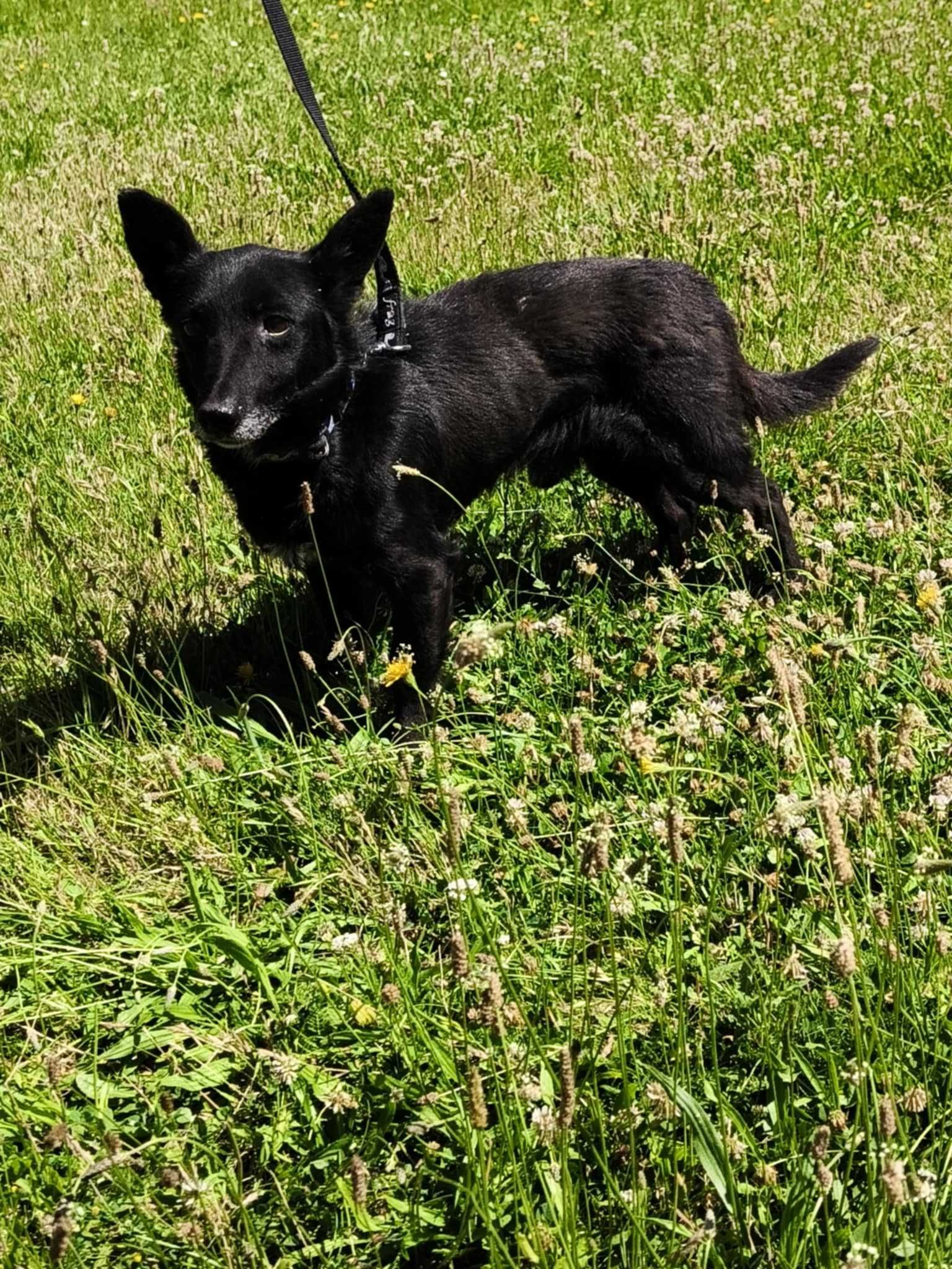Rufi - mały kundelek do adopcji