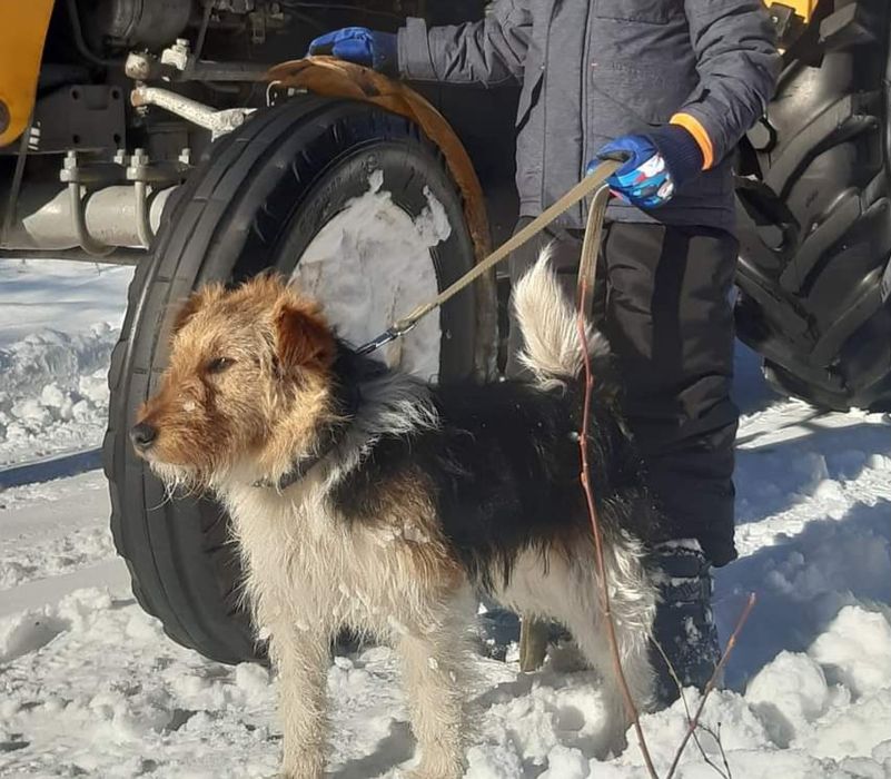 Oddam w dobre ręce foksteriera.