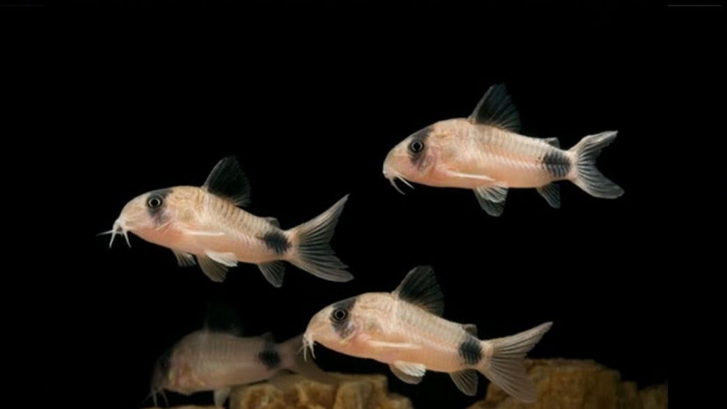 Kirysek Panda (corydoras panda)