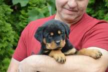 Rottweiler, rottweilery, szczeniak suka ZKwP Poznań