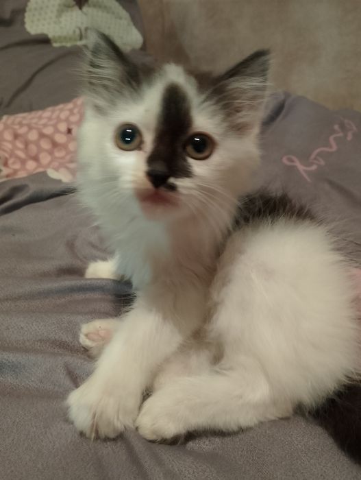 Віддам котика в добрі руки