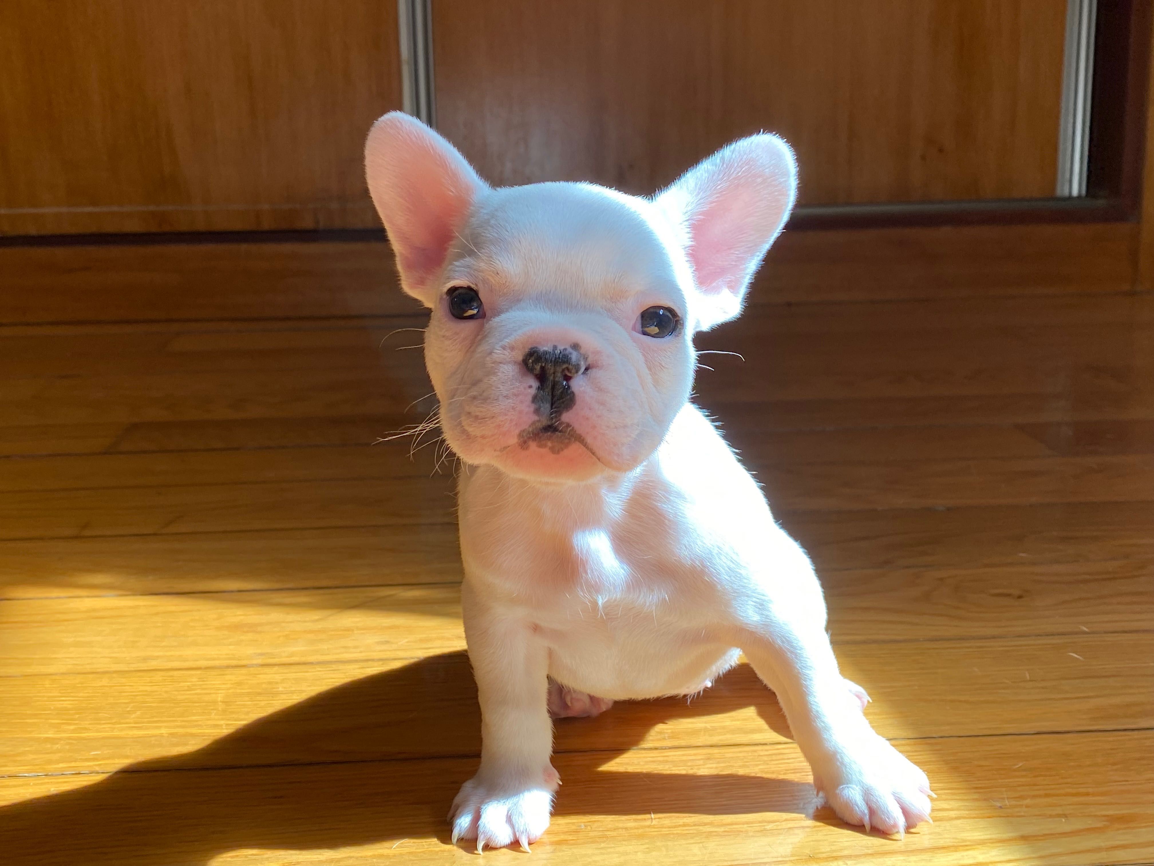 Bulldog francês fêmea