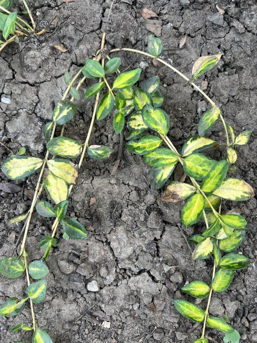 Барвинок вариегатный и атропурпурея