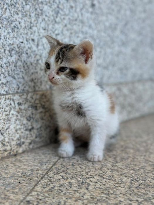 Gatinha para adoção