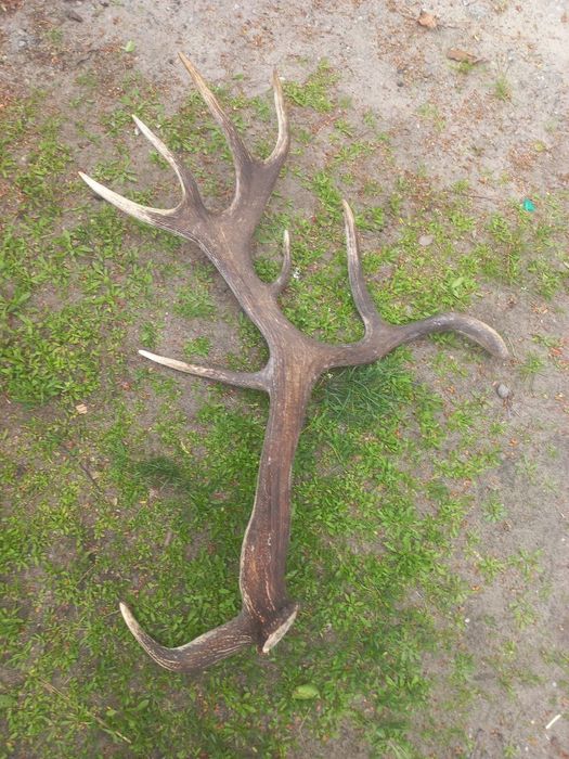 Роги оленя,оленьи рога