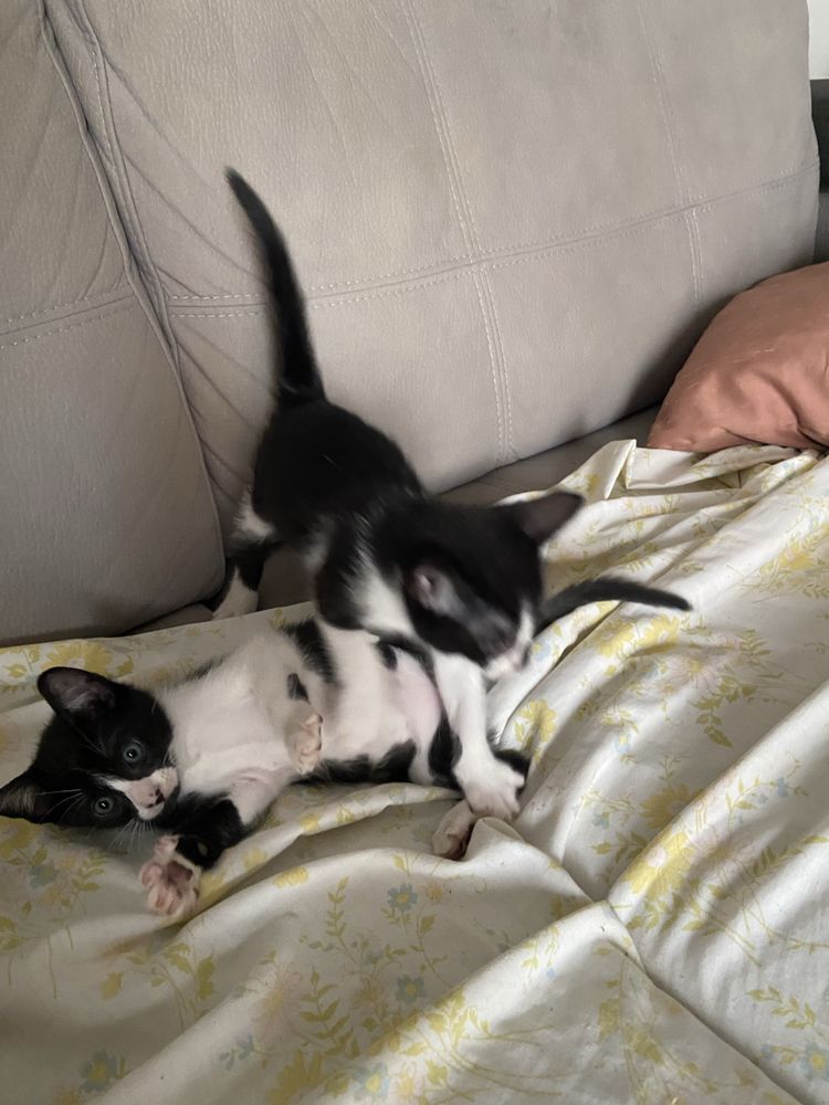 Gatinhos para adoção