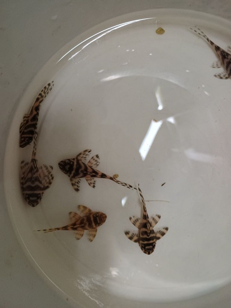 ZBROJNIK Hypancistrus sp. (L236) premium