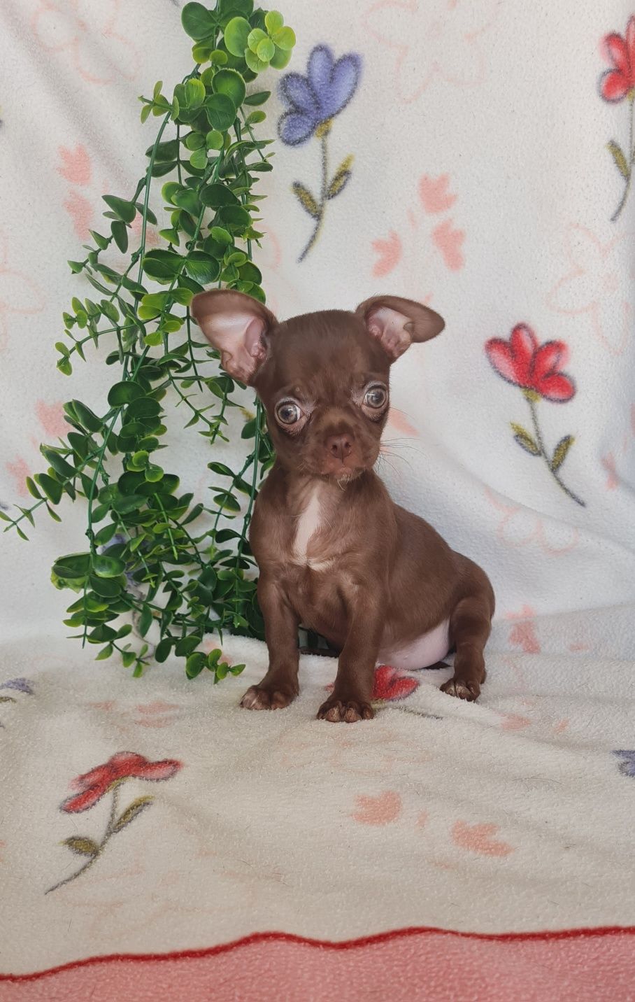 Bonequinha mini chocolate Chihuahua/Chiuaua. LinhagemRussa