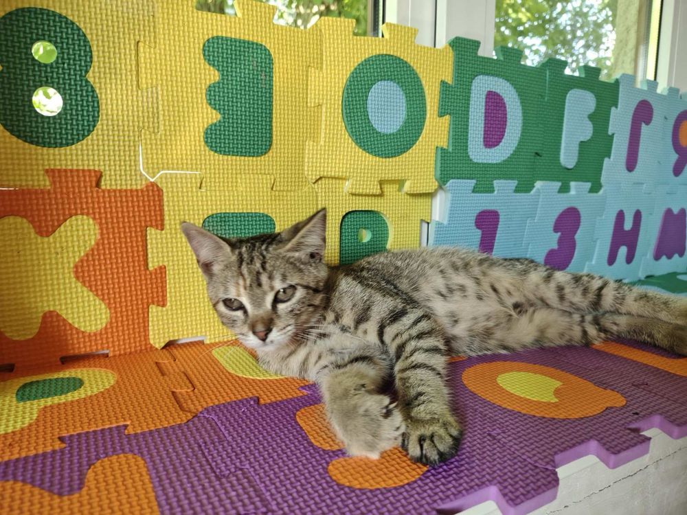 Кошеня киця 3 міс