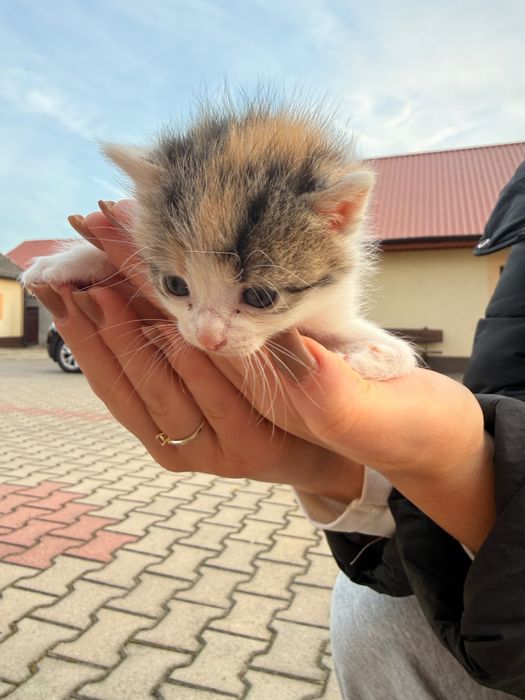 Oddam kotki w dobre ręce, za darmo